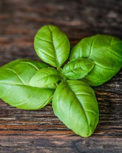 Basil