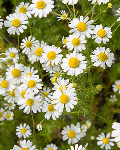 Chamomile-Flowers-