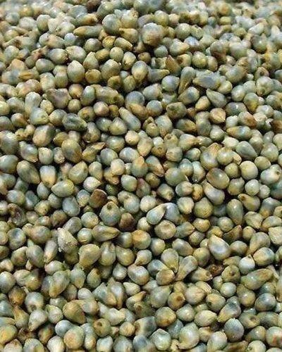 Green-Millet-Grains