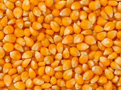 Maize-Corn-Grains