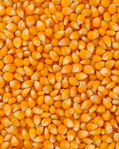 Maize-Corn-Grains