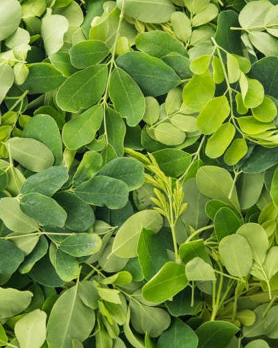 Moringa-Leaves-1