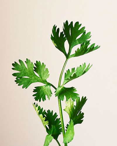 Parsley​