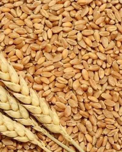 wheat grains